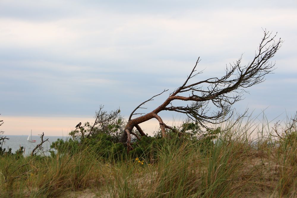 Dem Wind so lang getrotzt...