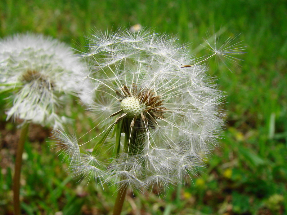 Dem Wind zum Opfer gefallen...