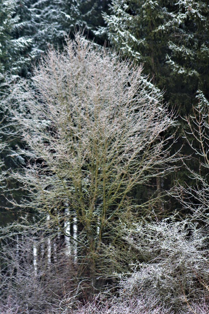 dem Winter hinterher gelaufen 