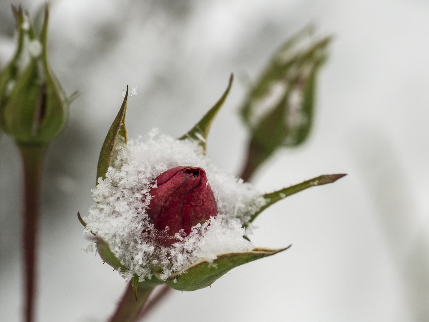 … dem Winter trotzen