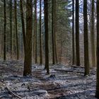 Dem zarten Pfad durch den gezuckerten Wald folgend