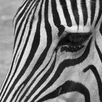 dem Zebra ganz nah