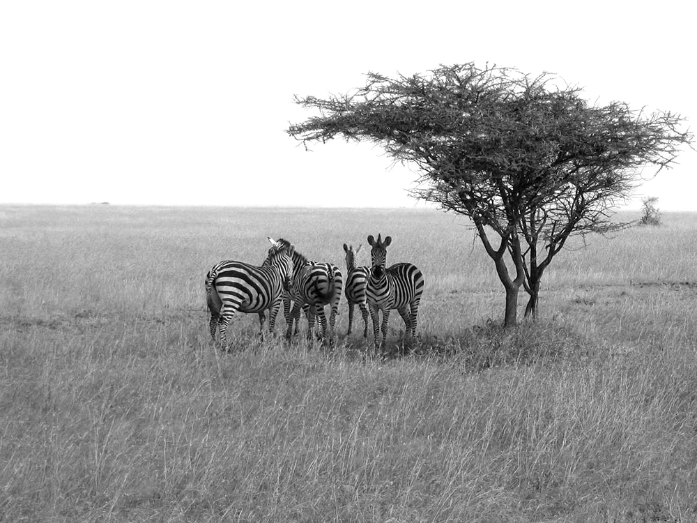 Dem Zebra ist Farbe völlig egal.