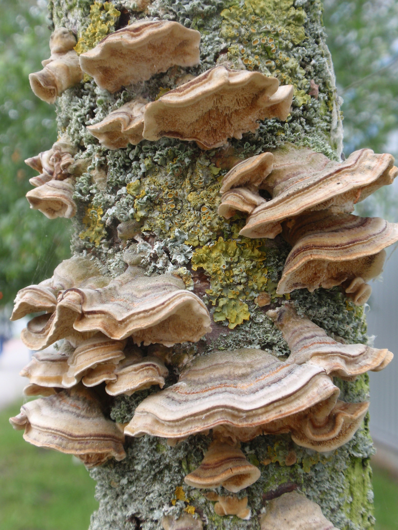 Dem Zerfall preisgegeben - Noch steht der Baum am Straßenrand