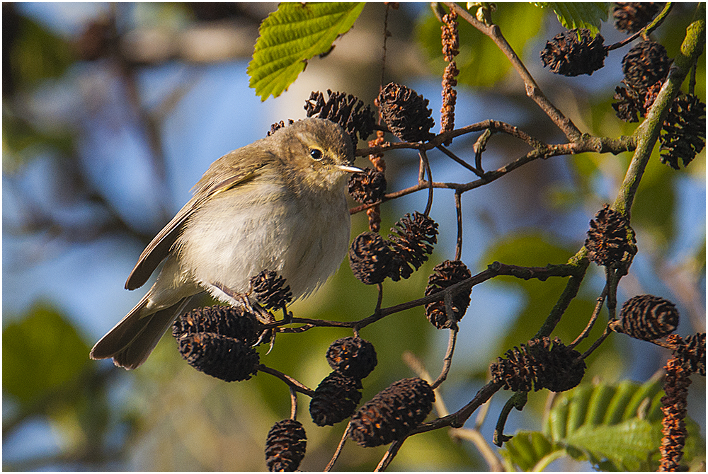 Dem Zilpzalp (Phylloscopus collybita)  . . . 