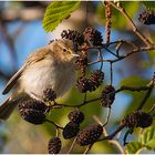 Dem Zilpzalp (Phylloscopus collybita)  . . . 