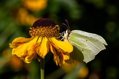 *** Dem Zitronenfalter scheint die "Sonnenbraut" zu schmecken ***