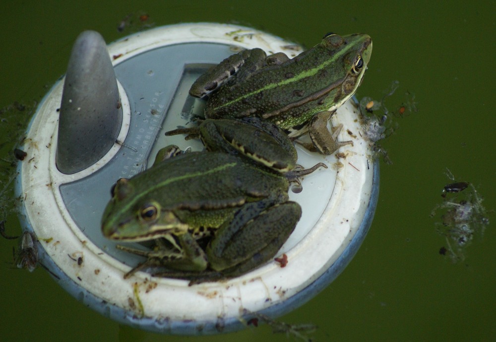 demain je nettoie la piscine ...