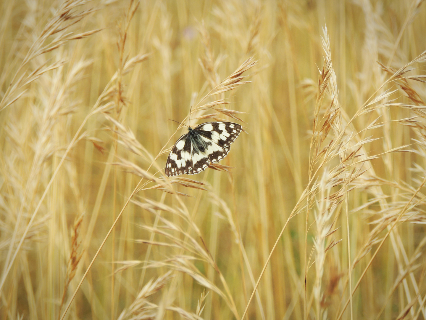 Demi-deuil dans les herbes d'or