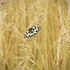 Demi-deuil dans les herbes d'or