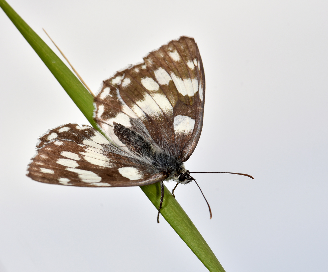 Demi-deuil (Melanargia galathea)