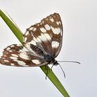 Demi-deuil (Melanargia galathea)