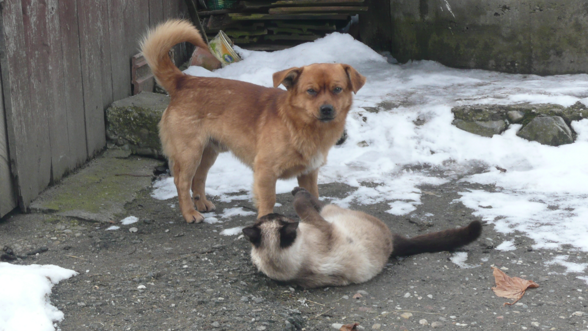 Demi (le chat) et Arsen (le chien)....mes cheres amis :X