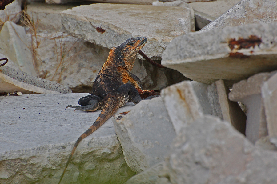 Demnächst das Aus für den Schwarzleguan (Ctenosaurus similis)