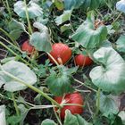 Demnächst gibt es leckere Hokkaido-Kürbissuppe