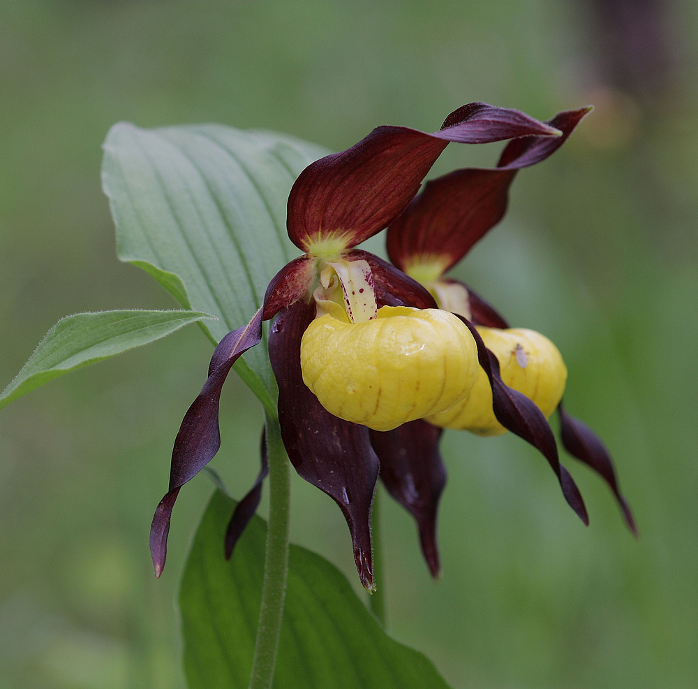 demnächst - in MARTINAU / im Lechtal - Frauenschublüte