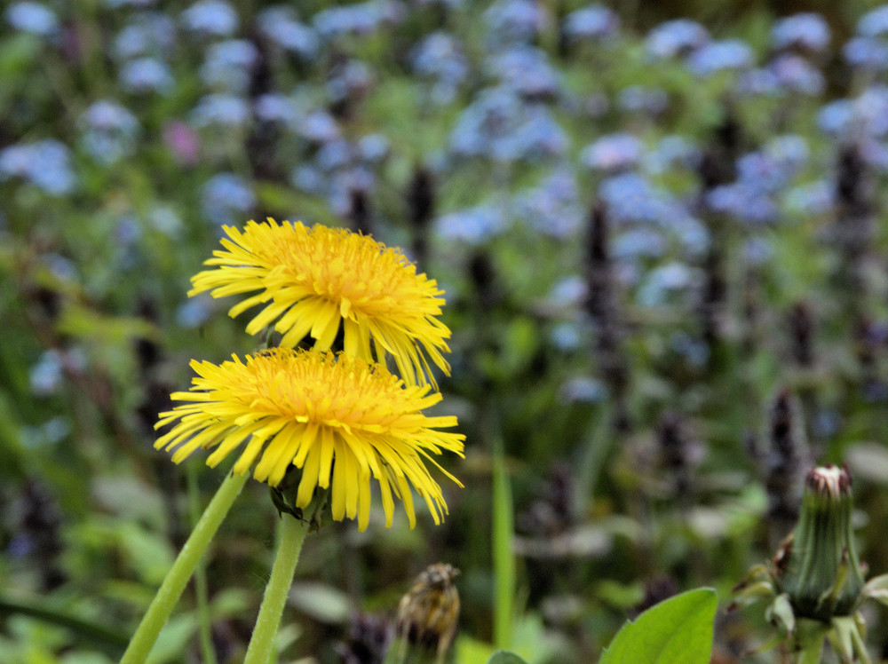 demnächst Pusteblume