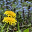 demnächst Pusteblume