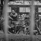 "...Demo MP Guard Dog of the Swiss Army..."