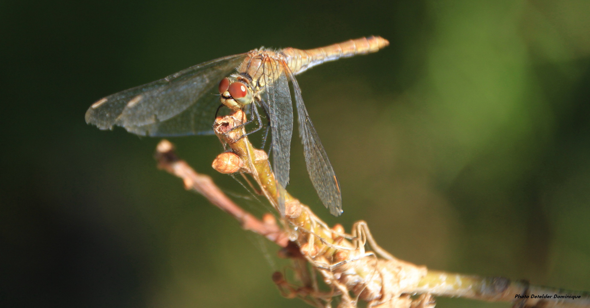 Demoiselle