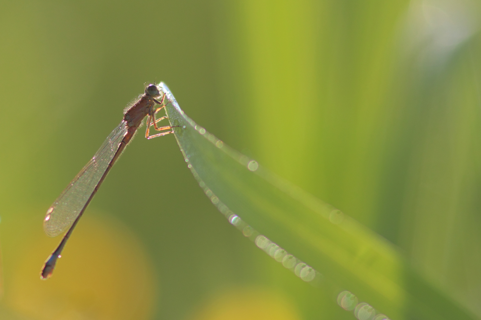 Demoiselle