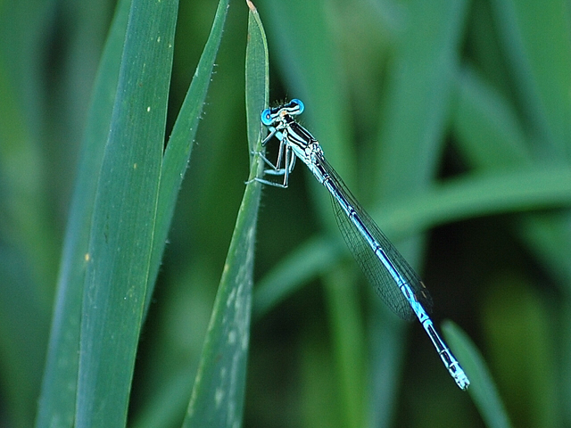 Demoiselle