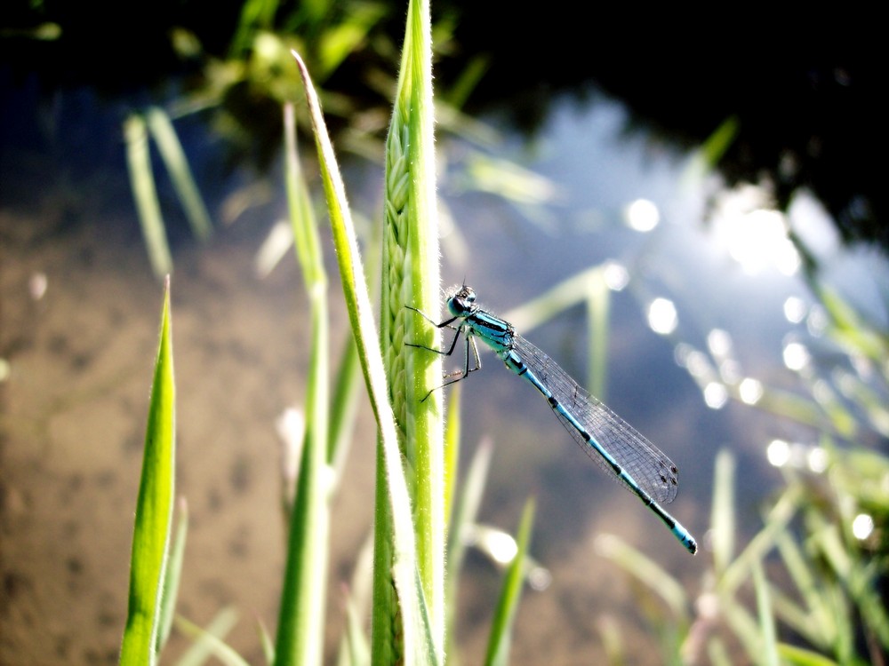 Demoiselle