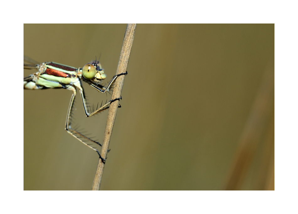 demoiselle