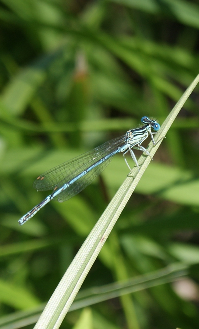 Demoiselle .