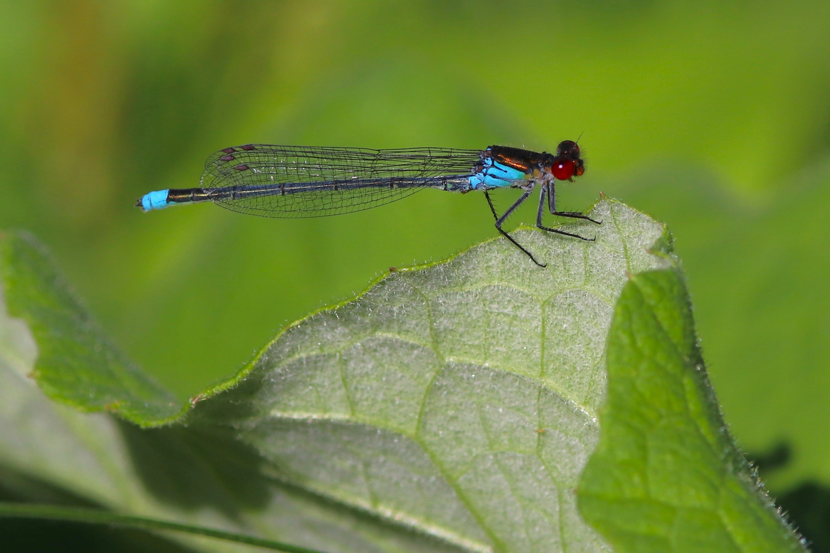 Demoiselle