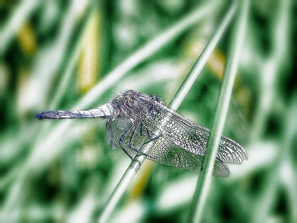 Demoiselle.