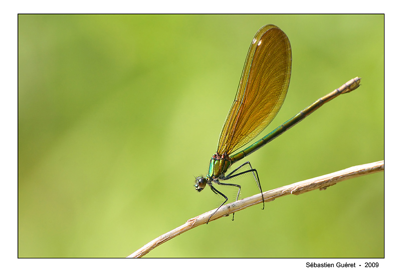 Demoiselle