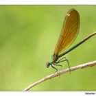 Demoiselle