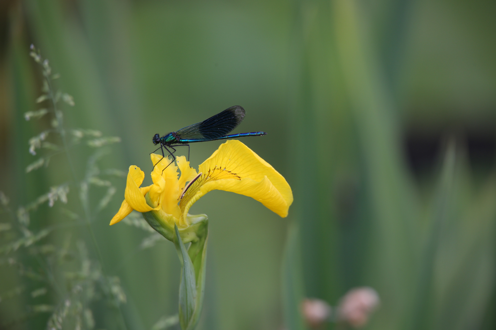 Demoiselle