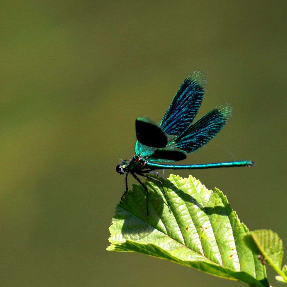 demoiselle