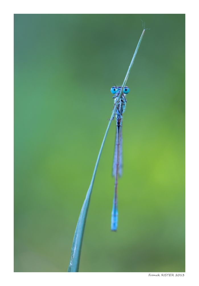 Demoiselle