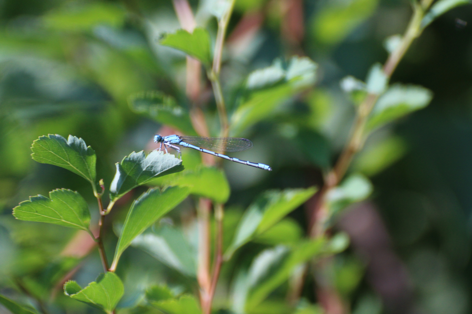 Demoiselle