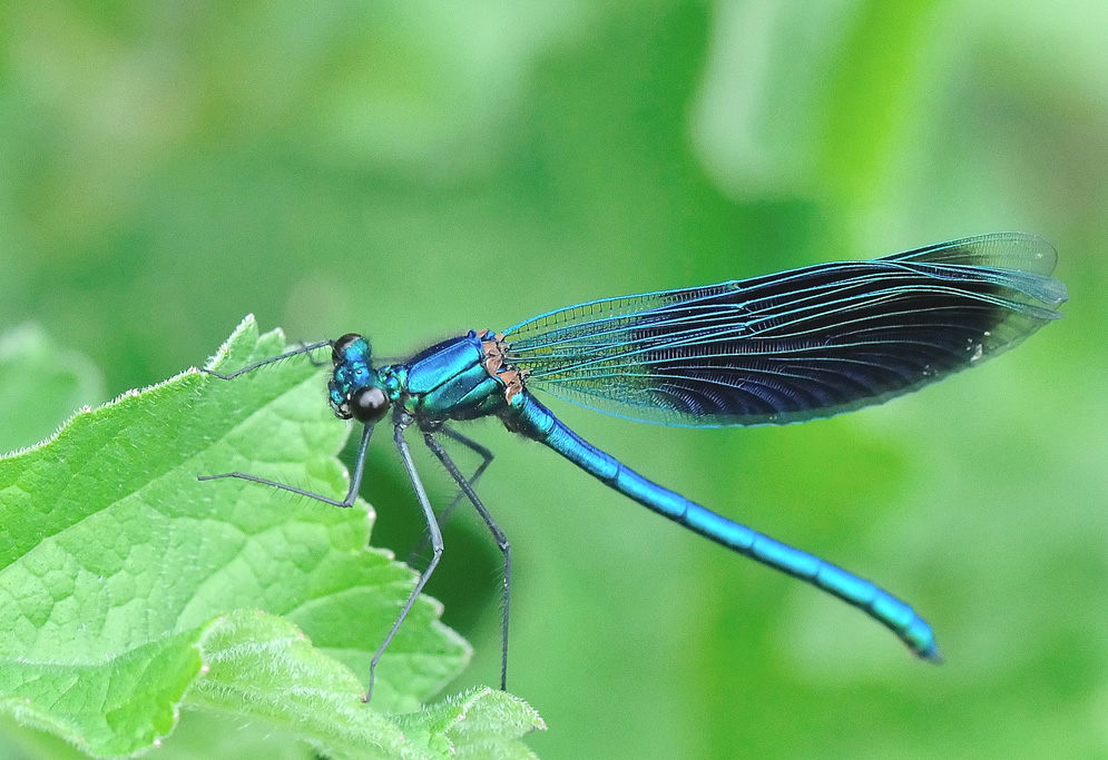 Demoiselle à Guémené Penfao 2