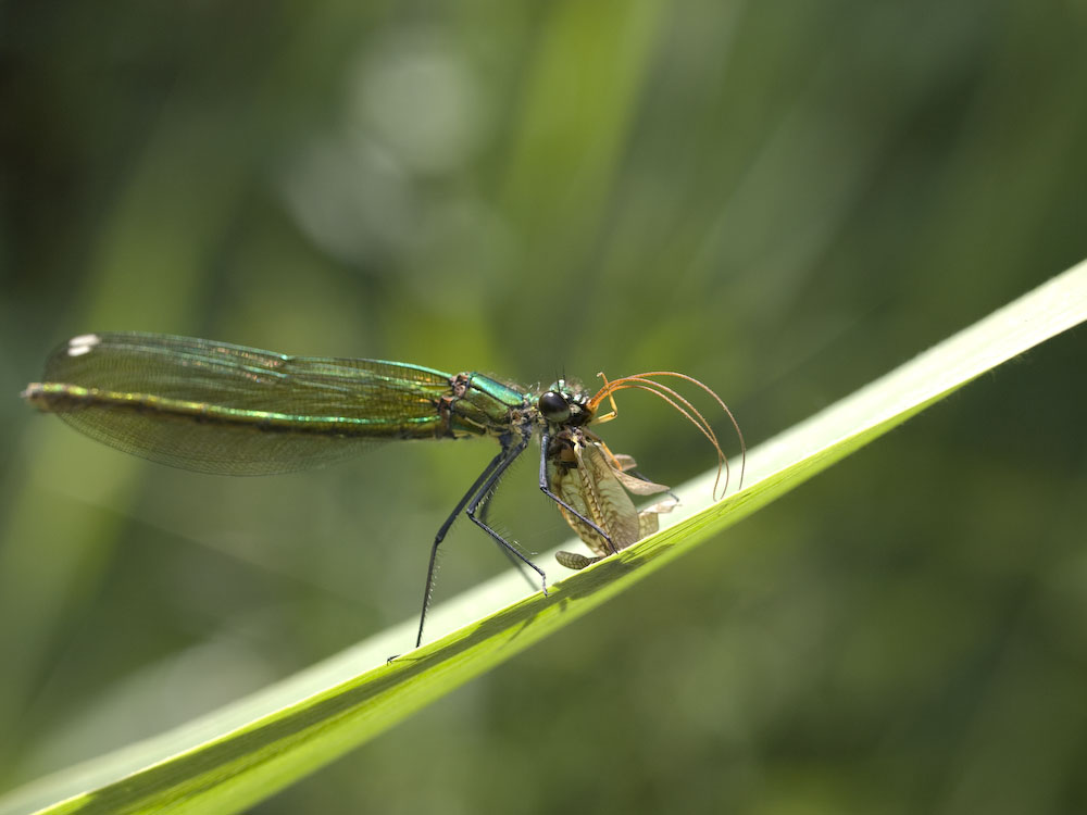 Demoiselle à moustaches de Michel Guinchard 