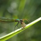 Demoiselle à moustaches