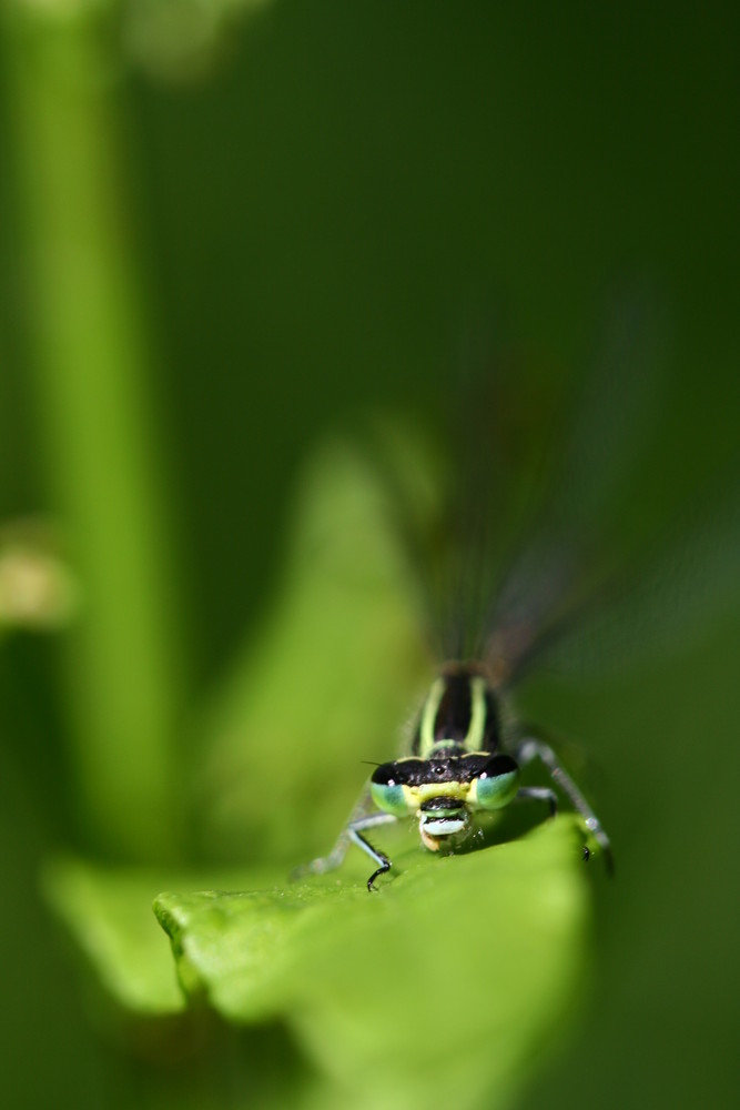 Demoiselle