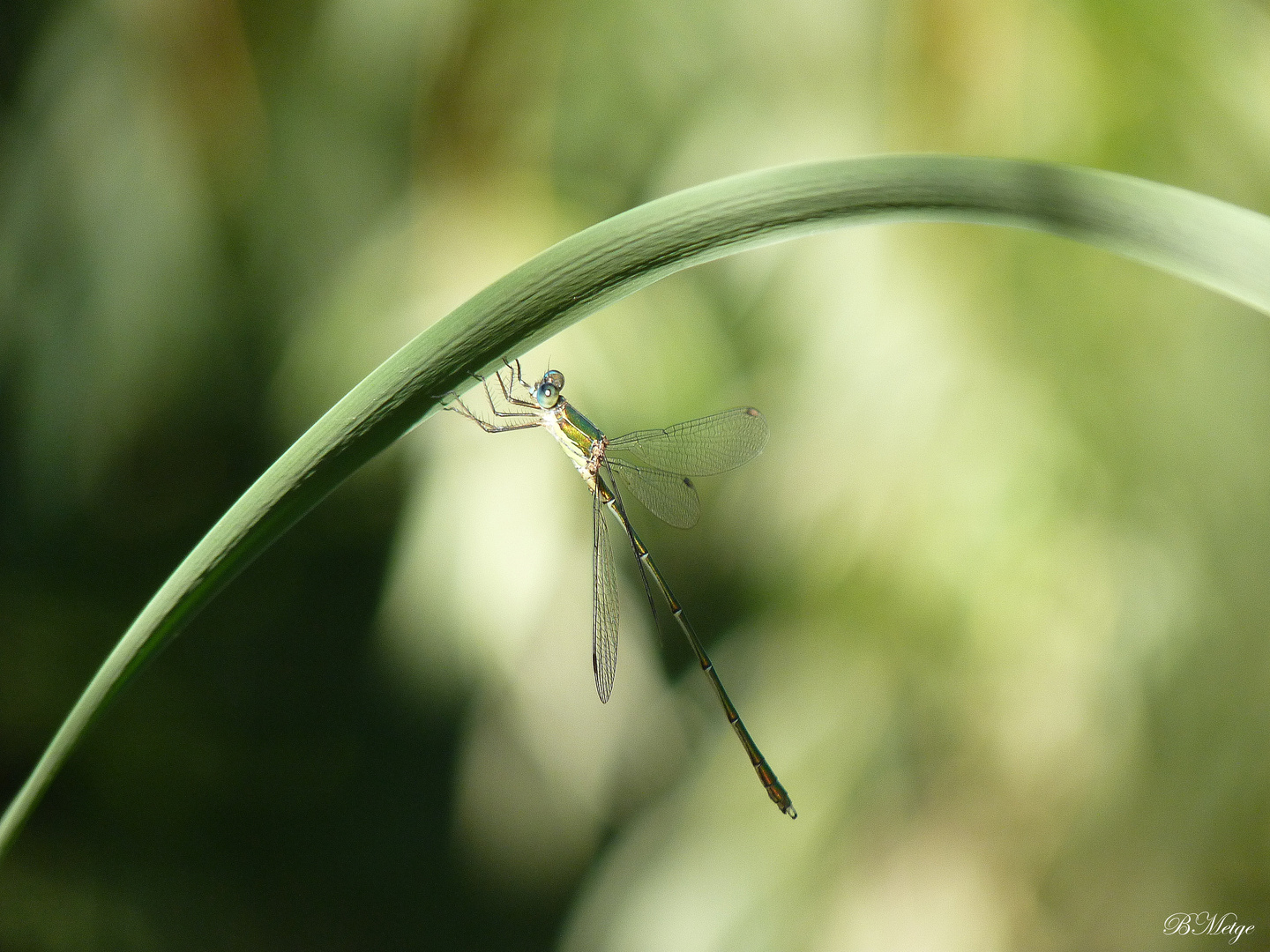 demoiselle