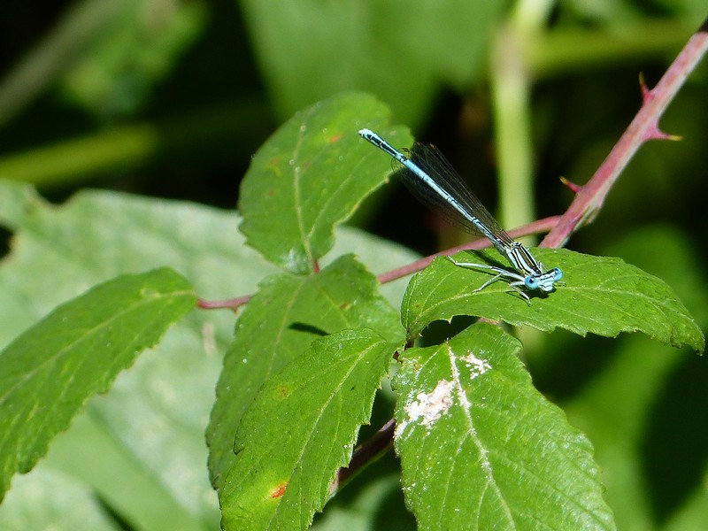 Demoiselle : Agrion