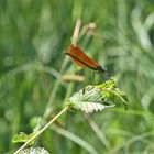   Demoiselle (Agrion- Odonate)