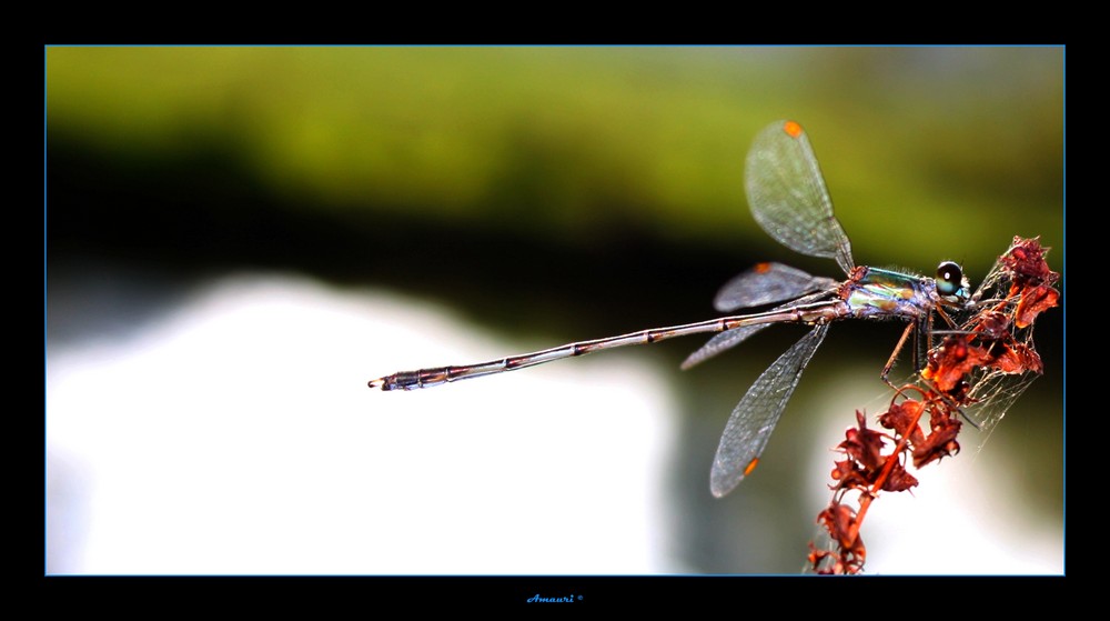 Demoiselle arc en ciel.