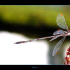 Demoiselle arc en ciel.