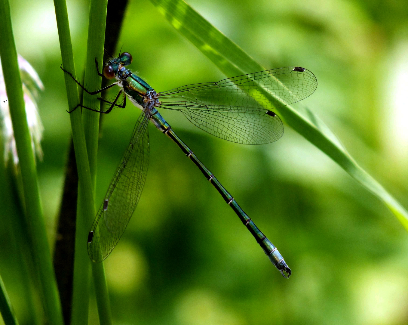 demoiselle au repos