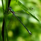 demoiselle au repos