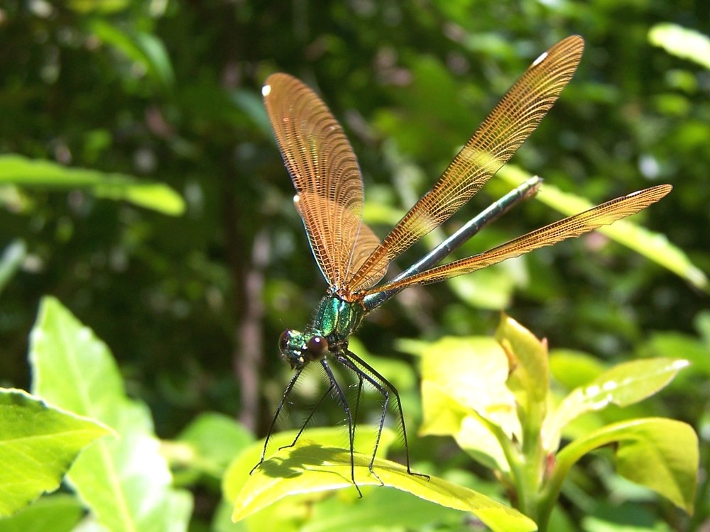 Demoiselle au soleil