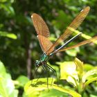 Demoiselle au soleil